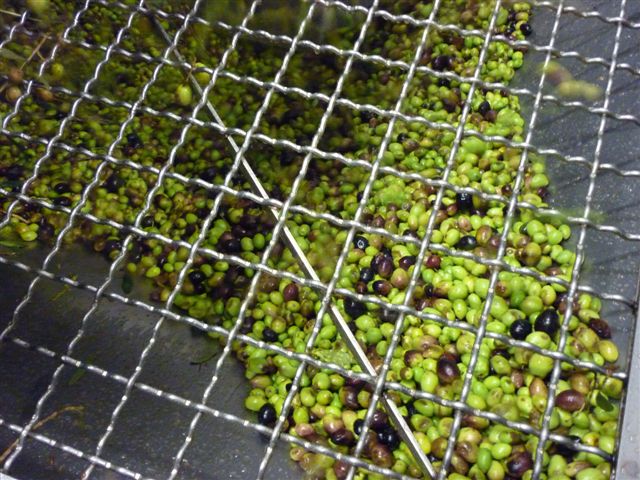 Olive production